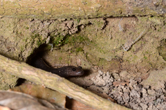 Phaeognathus hubrichti