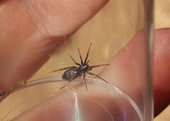 Trachyzelotes pedestris