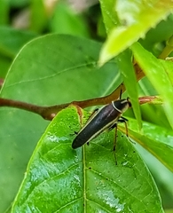 Hemithyrsocera histrio