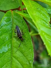 Hemithyrsocera histrio