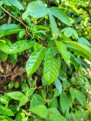 Hemithyrsocera histrio