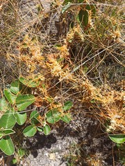 Cuscuta stenolepis