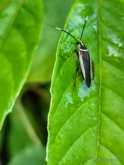 Hemithyrsocera histrio