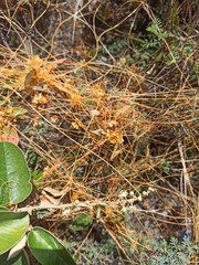 Cuscuta stenolepis