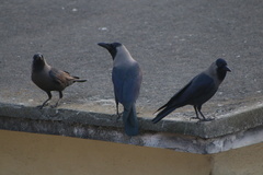 Corvus splendens