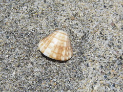 Tivela