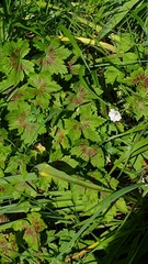 Geranium versicolor
