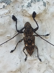 Steirastoma histrionicum