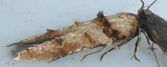 Stilbosis tesquella