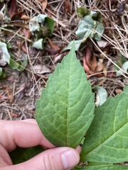Parthenocissus quinquefolia