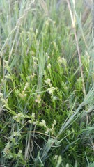 Spergula