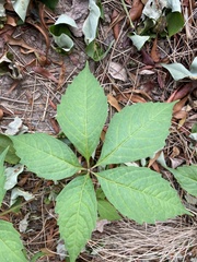 Parthenocissus quinquefolia