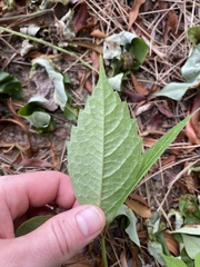 Parthenocissus quinquefolia