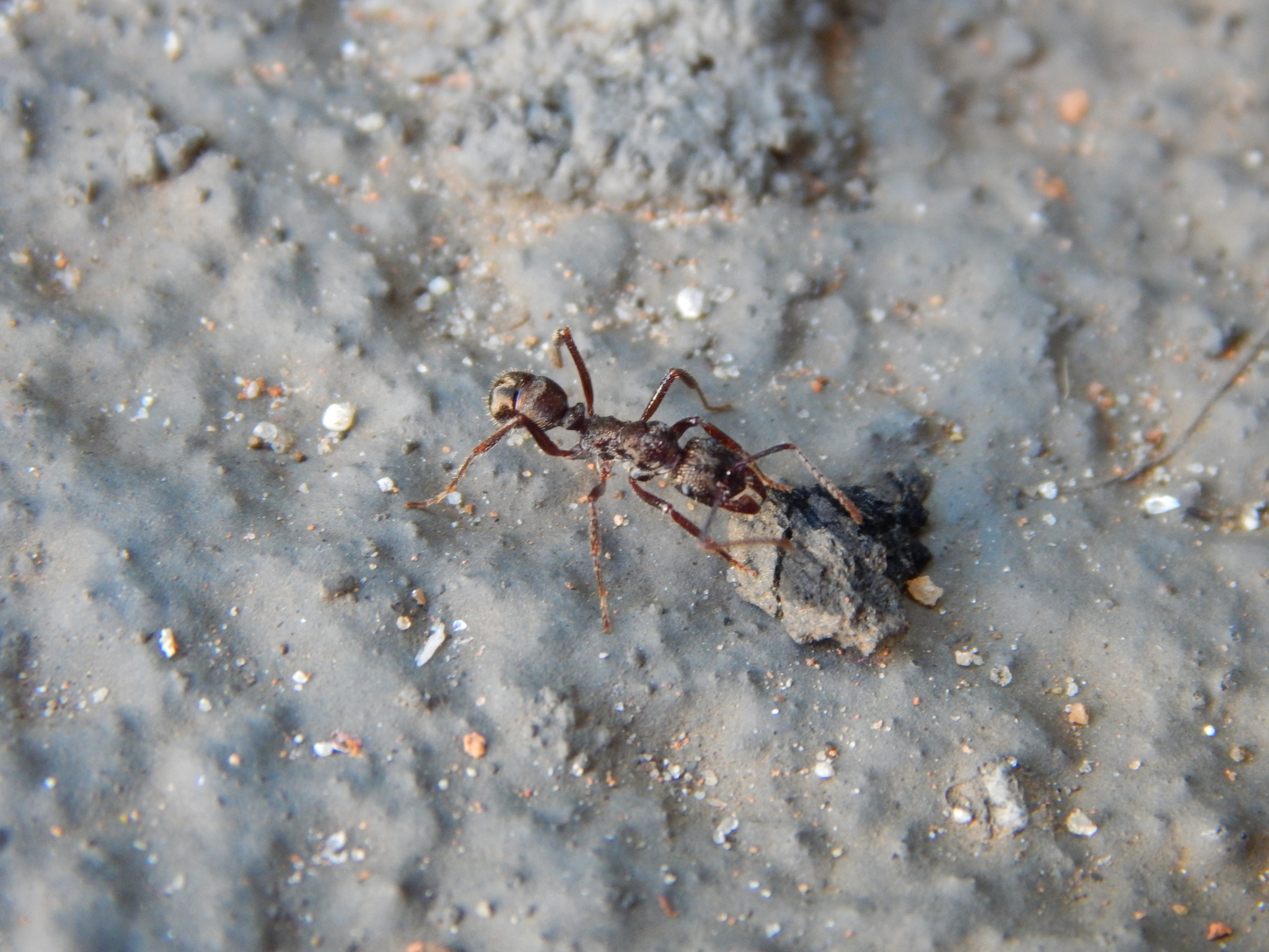 Ectatomma edentatum