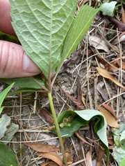 Parthenocissus quinquefolia