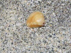 Tivela