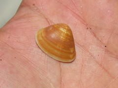 Tivela