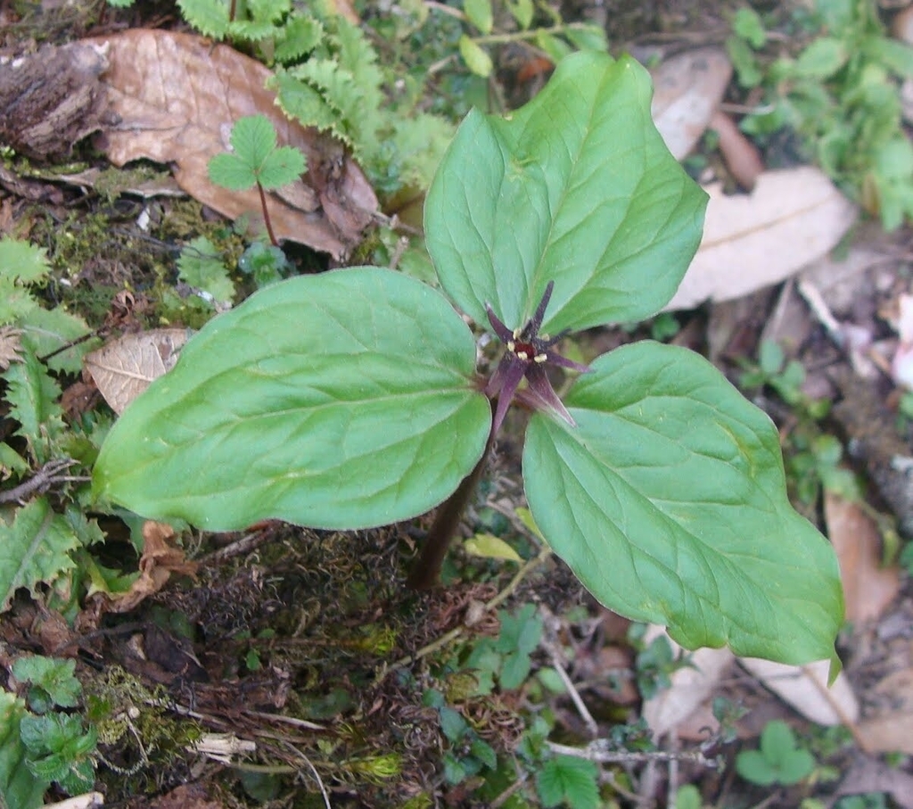 trilliums