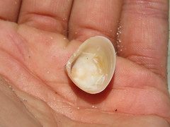 Tivela