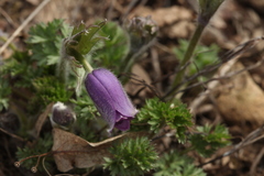Pulsatilla campanella