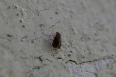 Amphipsocidae