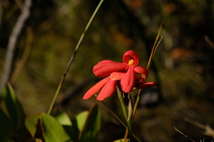 Disa cardinalis