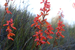 Disa cardinalis
