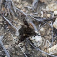 Bombylius albicapillus