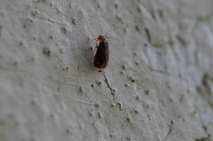Amphipsocidae