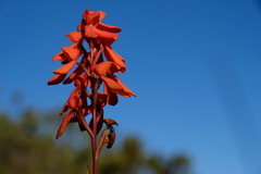 Disa cardinalis
