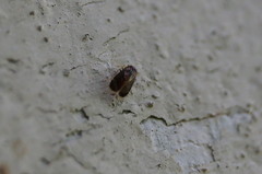Amphipsocidae