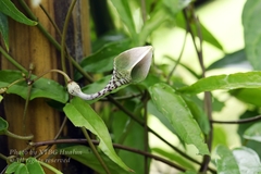 Ceropegia trichantha