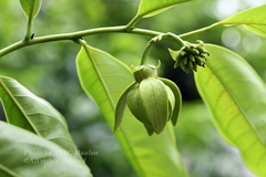 Artabotrys hexapetalus