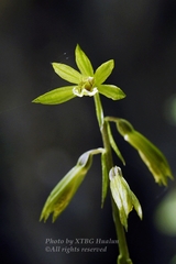 Nervilia concolor