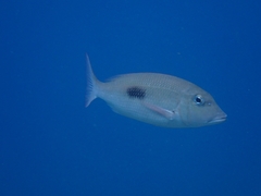 Lethrinus harak