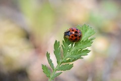 Harmonia axyridis