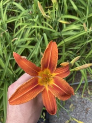 Hemerocallis fulva