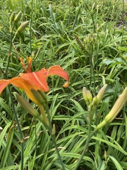 Hemerocallis fulva