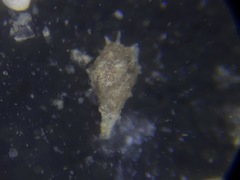 Lagenammina