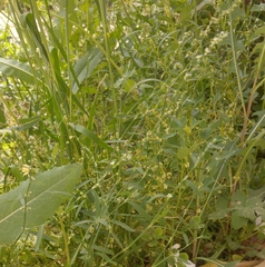 Cuscuta