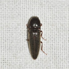 Melanotus opacicollis