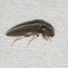 Melanotus opacicollis