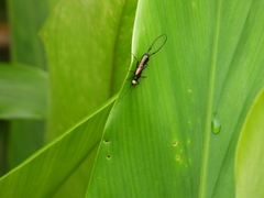 Paratimomenus flavocapitata
