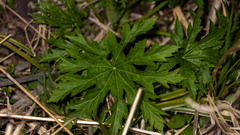Napaea dioica