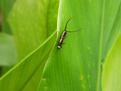 Paratimomenus flavocapitata