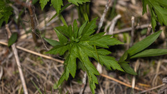 Napaea dioica