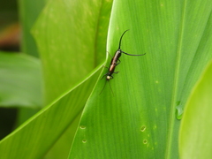 Paratimomenus flavocapitata