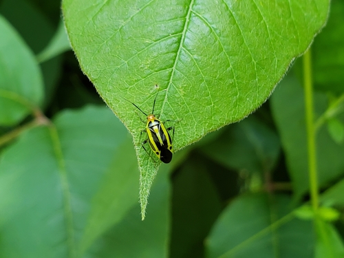 Four-lined plant bug