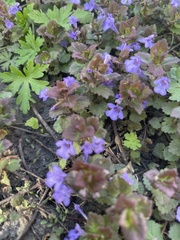 Glechoma hederacea