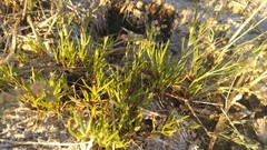 Spergula